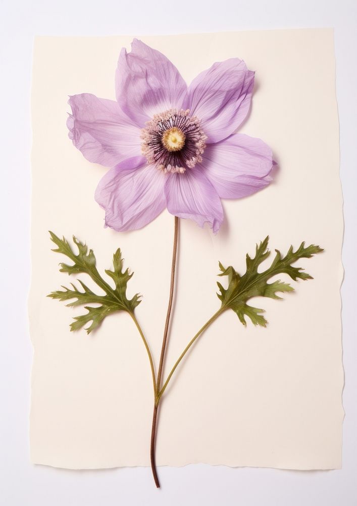 Purple anemone flower petal plant.