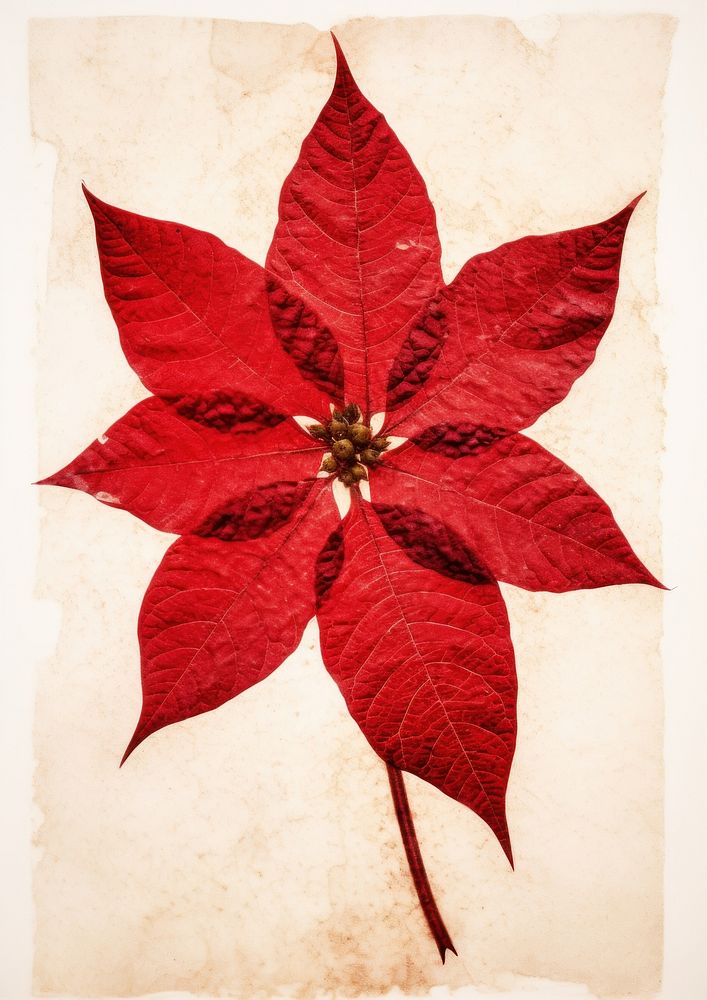 Red Poinsettia flower plant paper.