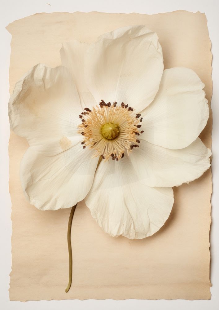 White anemone flower petal plant.