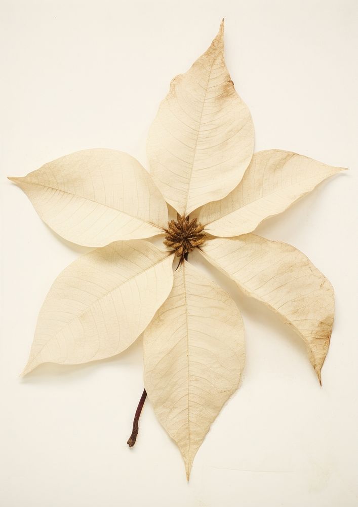 White Poinsettia flower plant leaf.