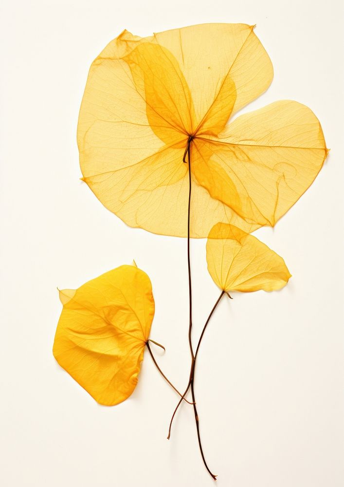 Yellow bougainvillea flower plant petal.