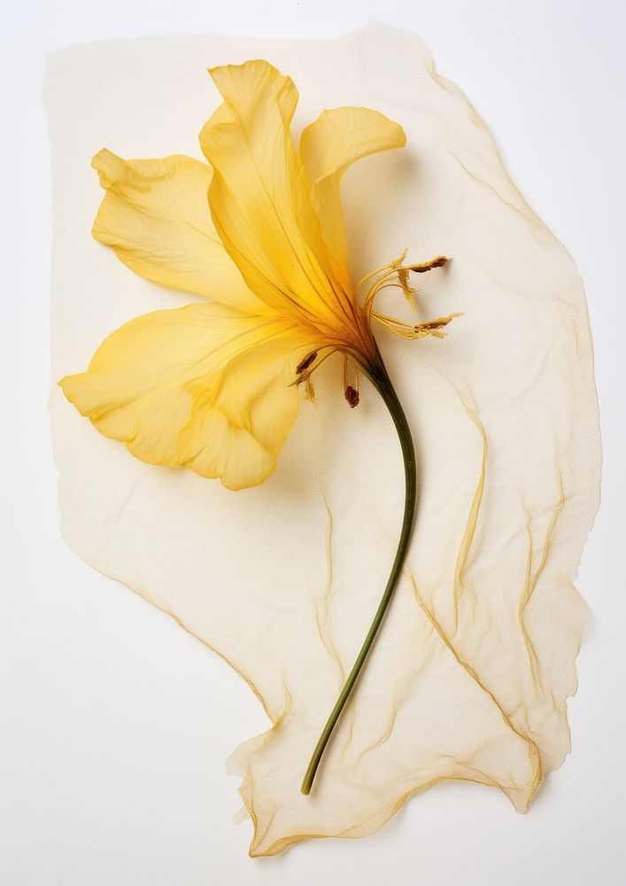 Real Pressed a yellow Lily flower petal plant.