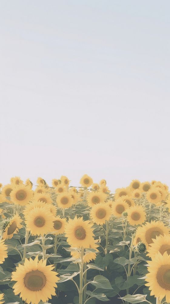 Sunflower field outdoors nature plant. AI generated Image by rawpixel.