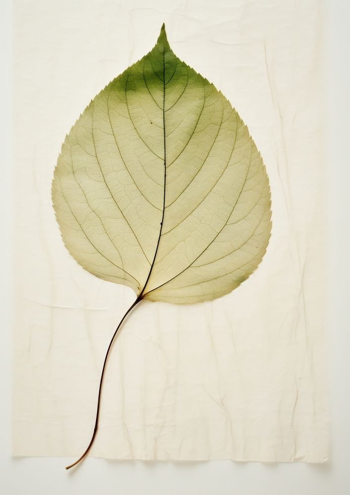 Pressed a green lemon leaf plant tree pattern.