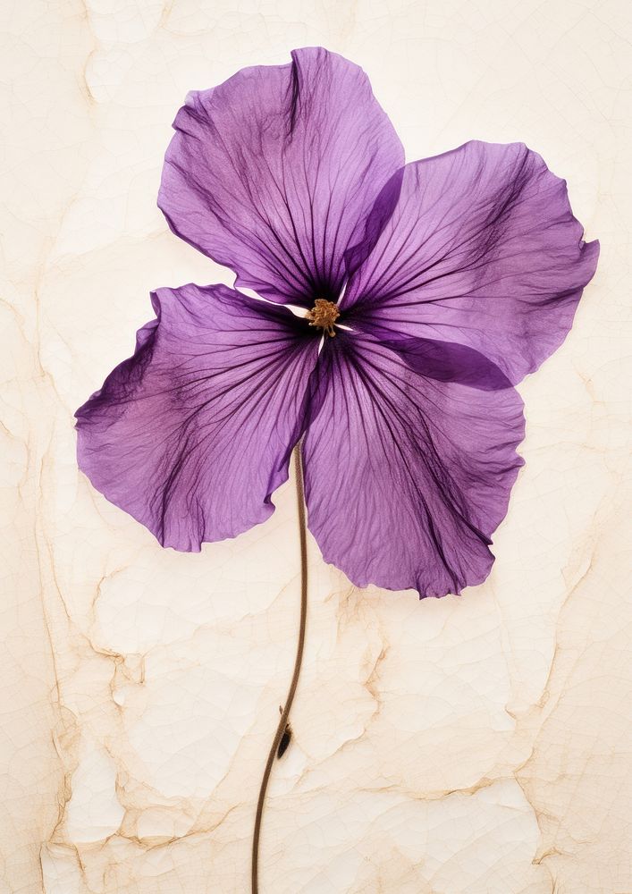 Pressed a purple petunia flower blossom petal.