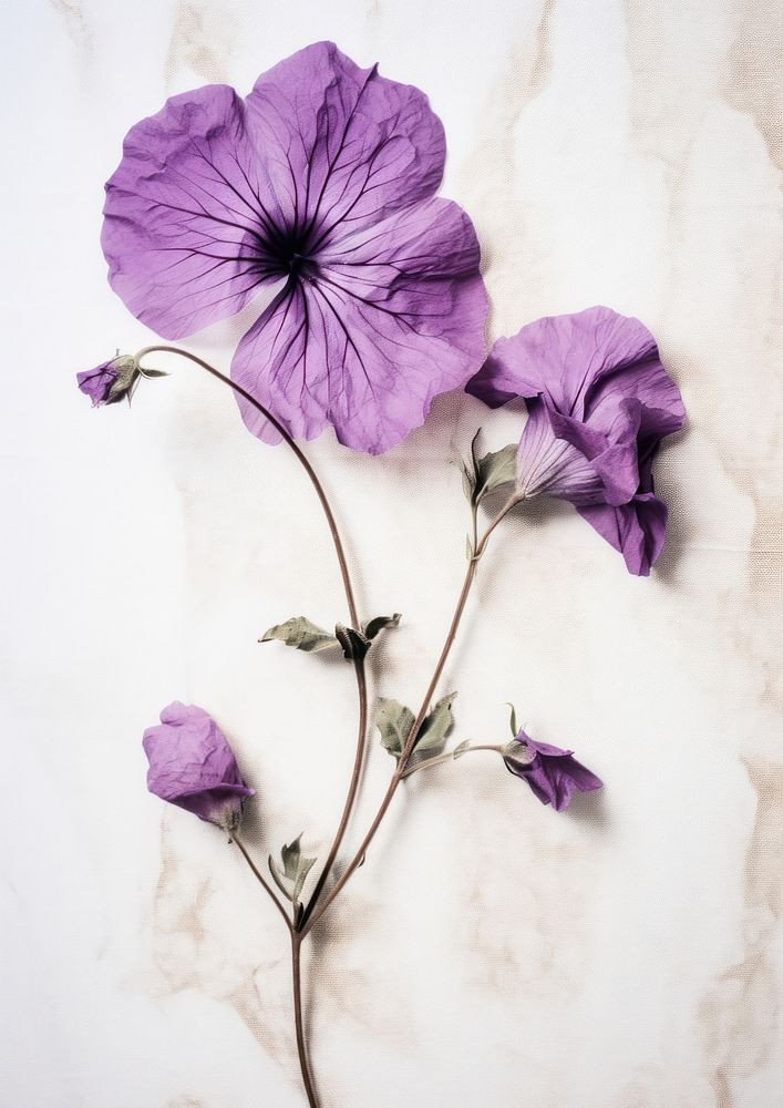 Pressed a purple petunia flower petal plant.