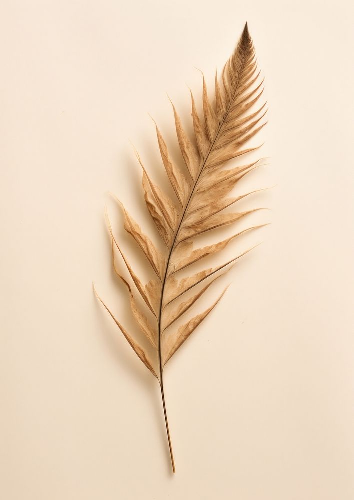 Pressed a pine needle leaf plant simplicity fragility.