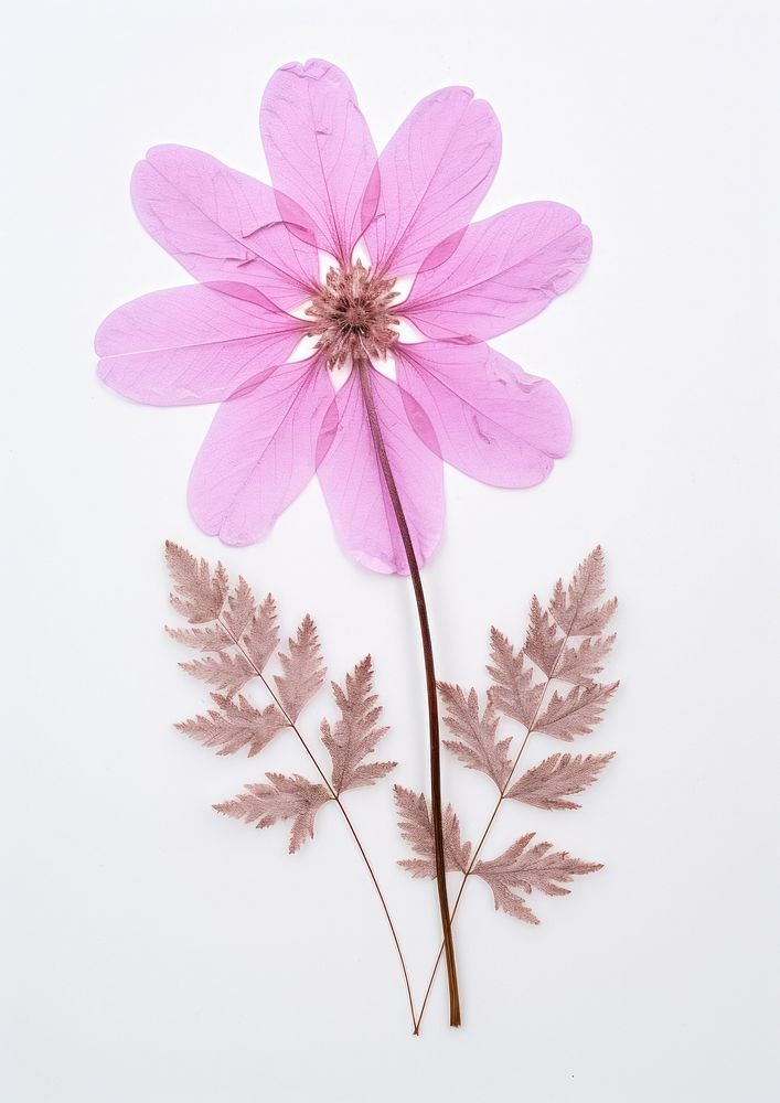 Pressed a pink verbena flower petal plant.