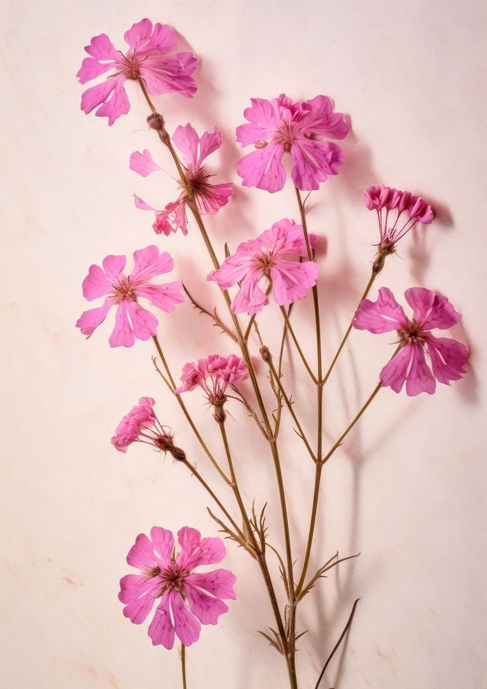 Pressed a pink verbena flower blossom petal.