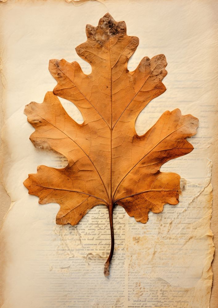 Pressed a red Oak leaf textured plant paper.