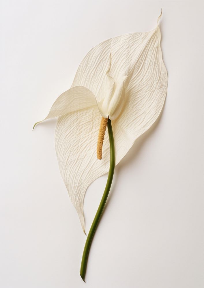Pressed a white peace Lily flower plant inflorescence.