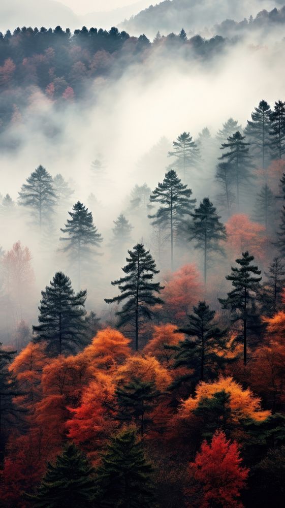  Foggy autumn forest nature outdoors woodland. AI generated Image by rawpixel.