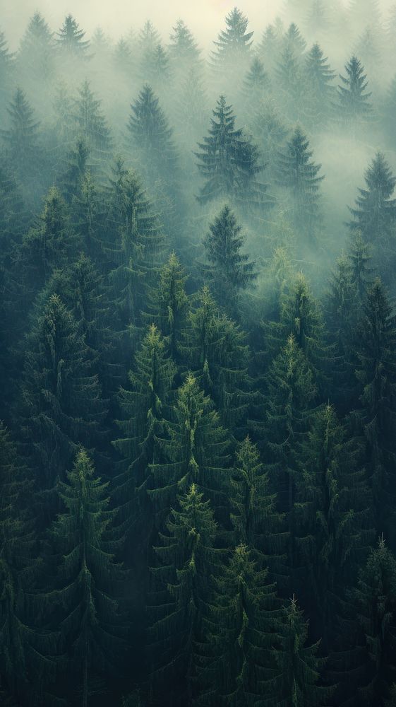  Foggy pine forest nature vegetation outdoors. AI generated Image by rawpixel.
