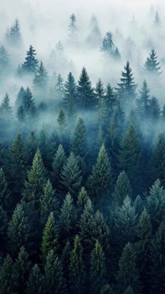  Foggy pine forest nature outdoors woodland. AI generated Image by rawpixel.