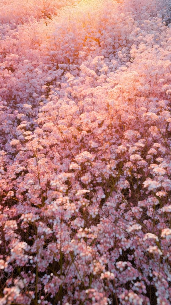  Gypsophila field outdoors blossom nature. AI generated Image by rawpixel.