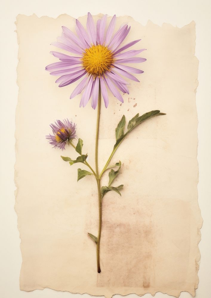 Real Pressed a aster flower petal plant.
