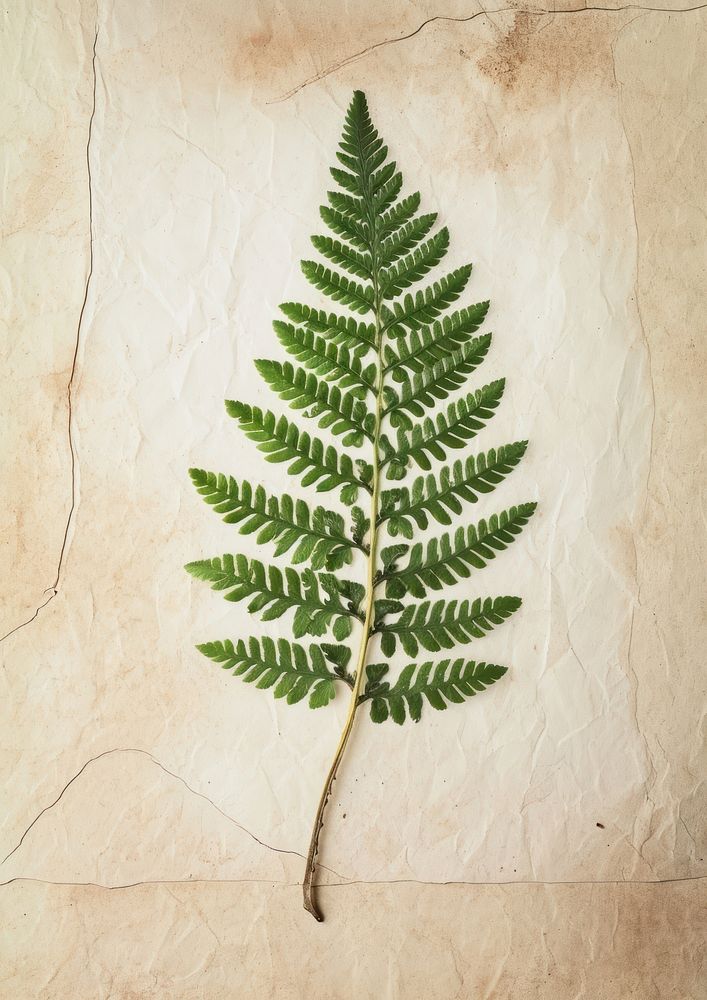Real Pressed a green fern leaf plant herb pattern.