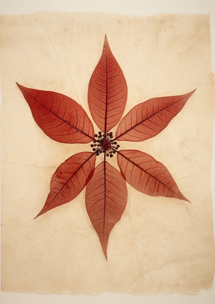 Real Pressed a Poinsettia pattern plant paper.