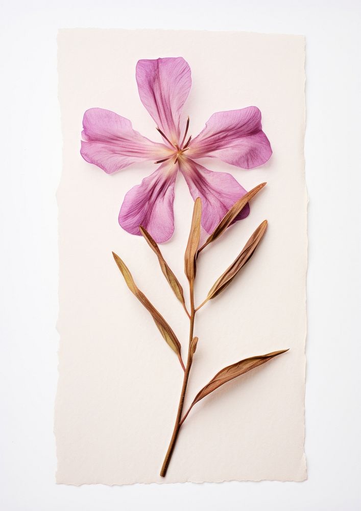 Dried oleander flower petal plant paper.