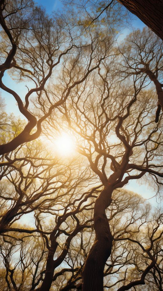  Oak forest nature sky sun. AI generated Image by rawpixel.