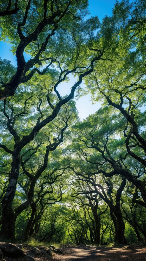  Oak forest nature vegetation landscape. AI generated Image by rawpixel.