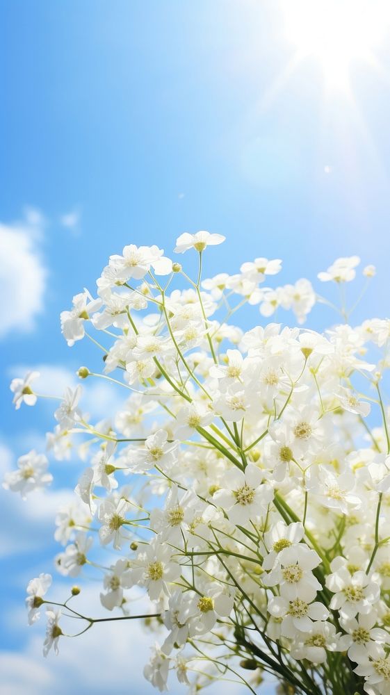  Boquet of a gypsophila sunlight nature sky. AI generated Image by rawpixel.