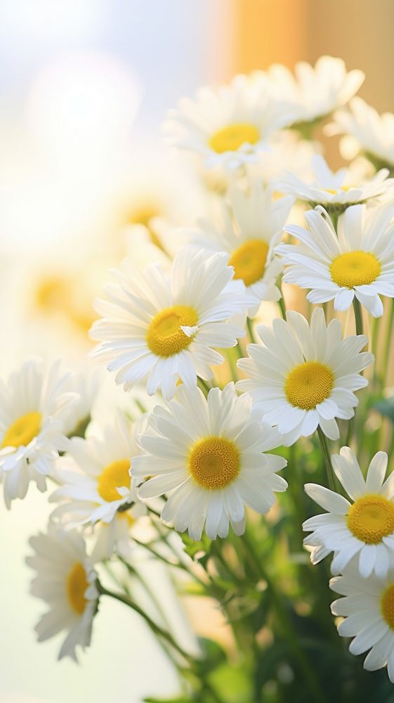  Close up of a daisy flowers boquet blossom nature petal. AI generated Image by rawpixel.