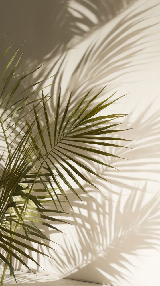  Palm leaves outdoors nature shadow. AI generated Image by rawpixel.