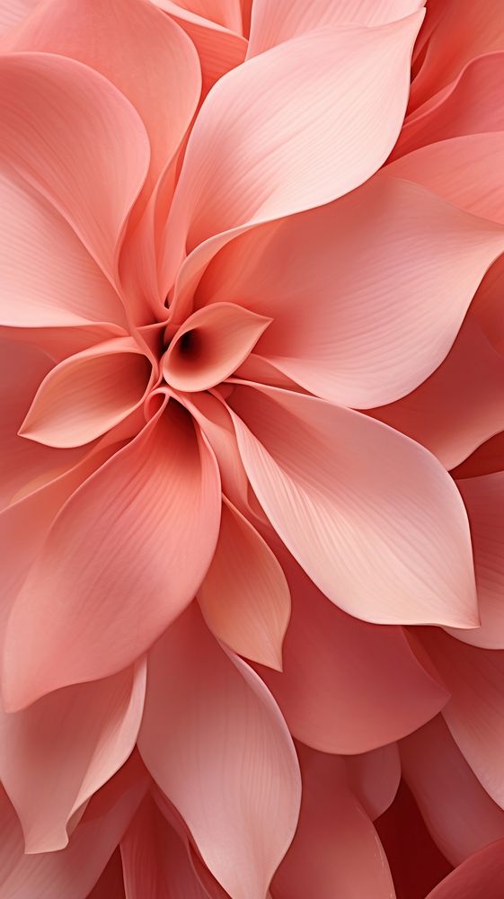 Texture Wallpaper flower petal dahlia.