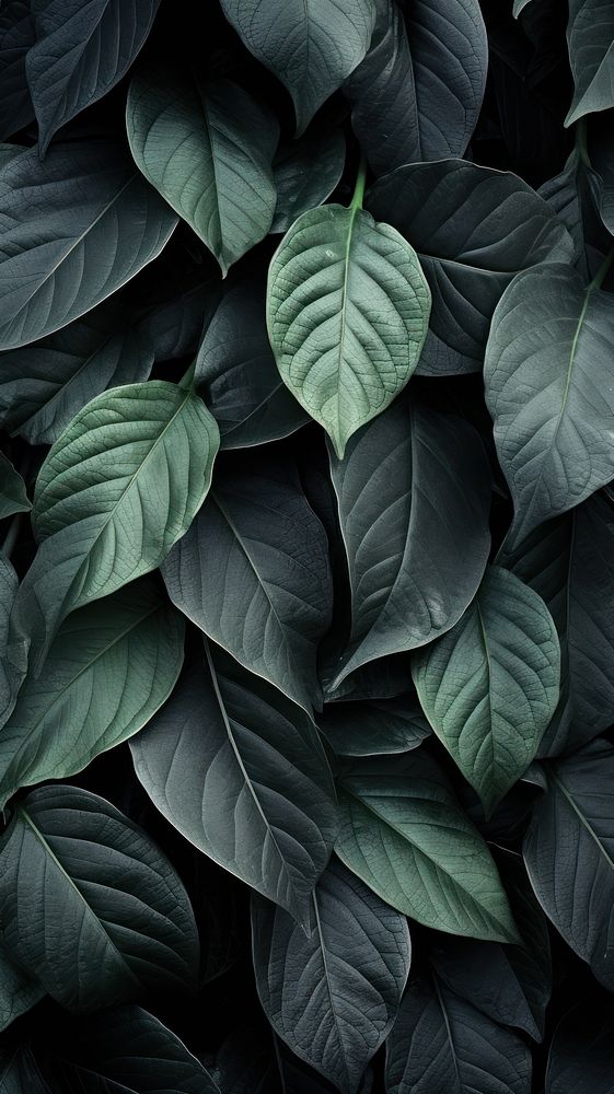 Texture Wallpaper leaves plant leaf.