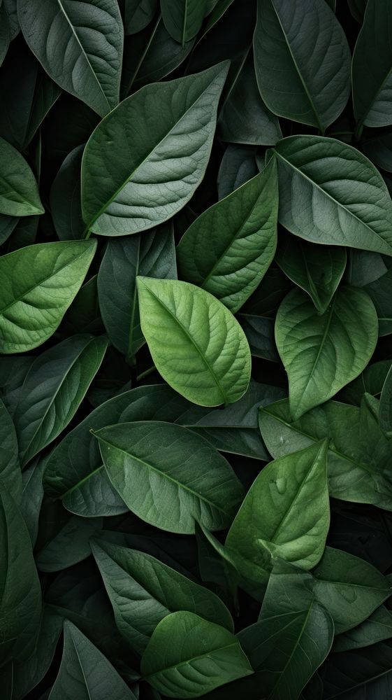Texture Wallpaper leaves plant leaf.