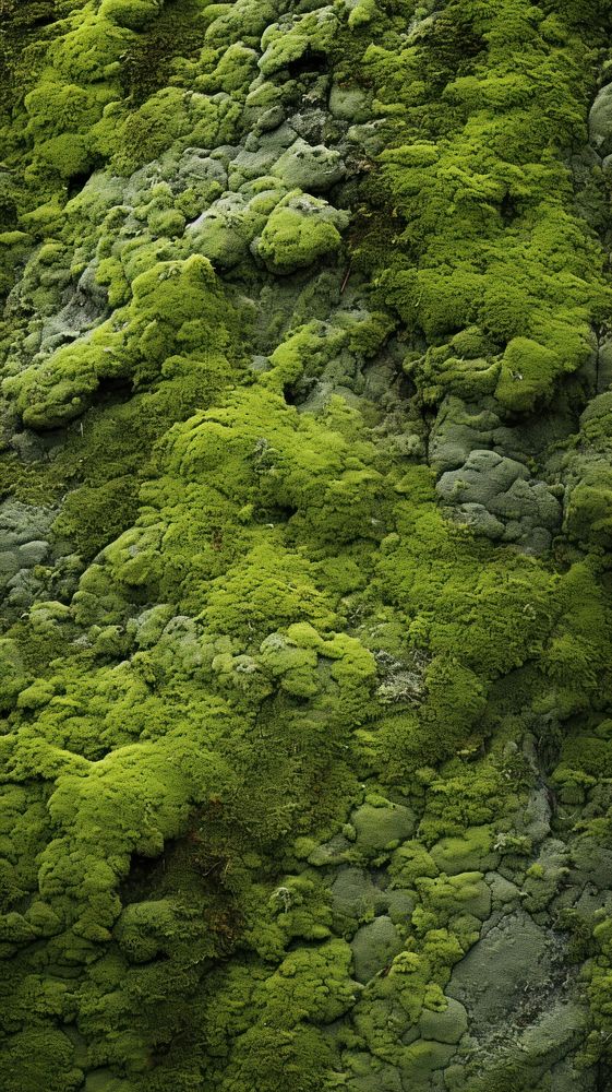 Texture Wallpaper moss vegetation outdoors.