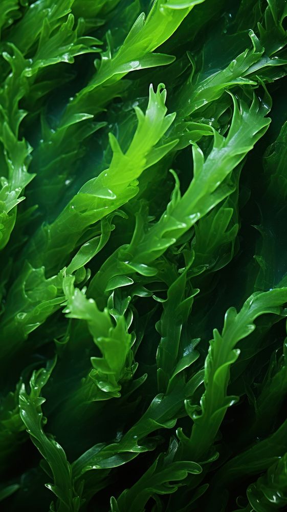 Texture Wallpaper seaweed plant green.