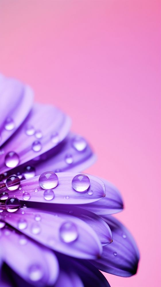 Water droplet on purple petal zoom background backgrounds flower plant.