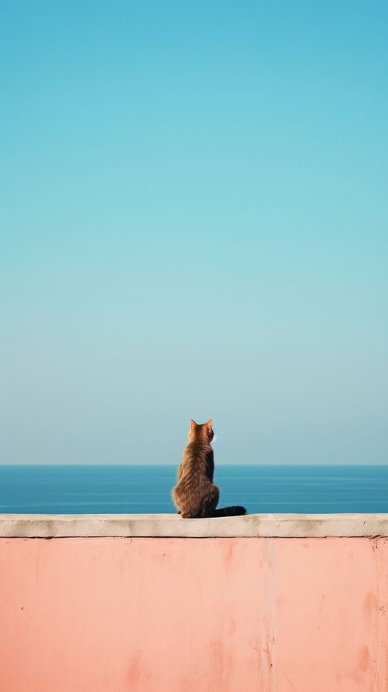 Photography of a cat outdoors horizon nature.