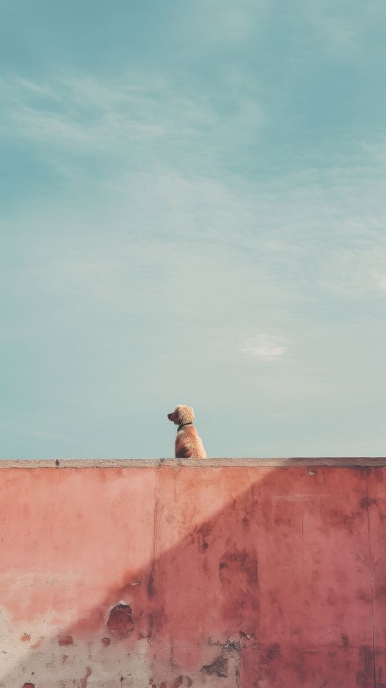 Photography of a dog architecture outdoors nature.