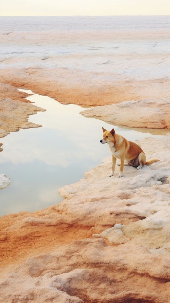 Photography of a dog landscape outdoors mammal.