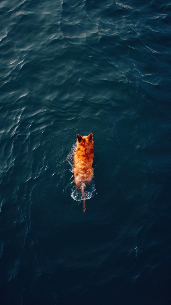 Photography of a dog swimming outdoors nature.
