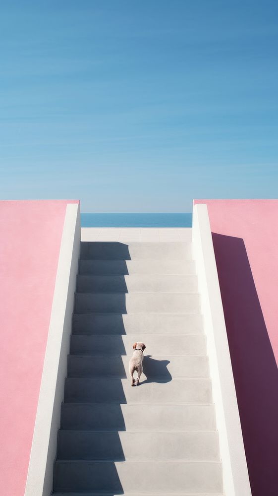 Photography of a dog architecture staircase pet.