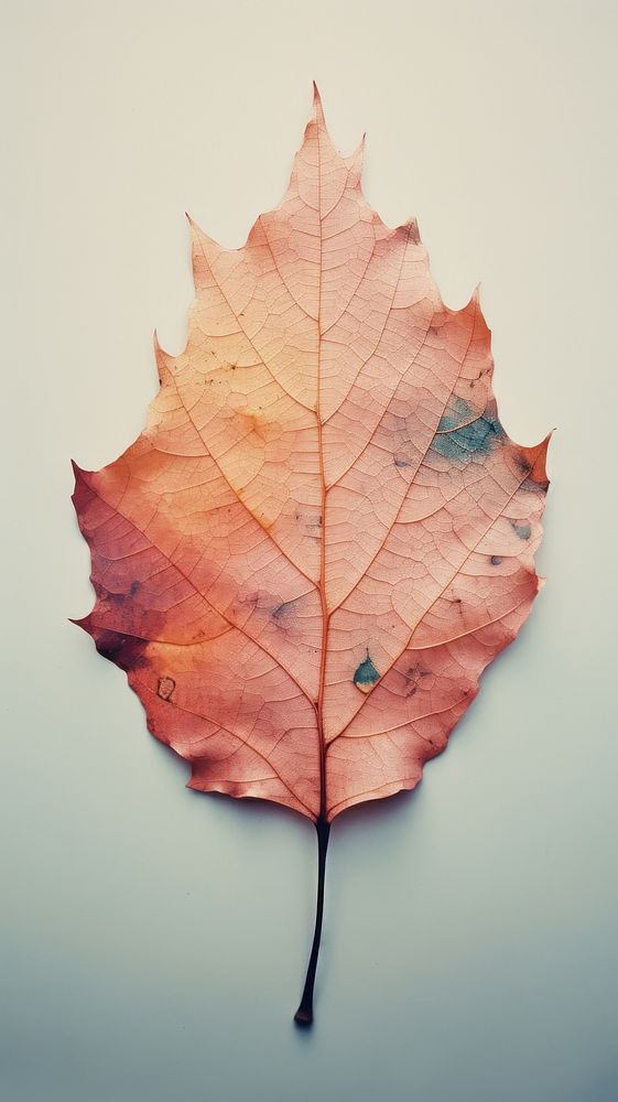 photography-leaf-plant-tree-red-premium-photo-rawpixel