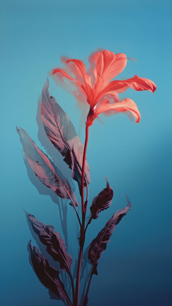 Photography of a plant flower petal red.