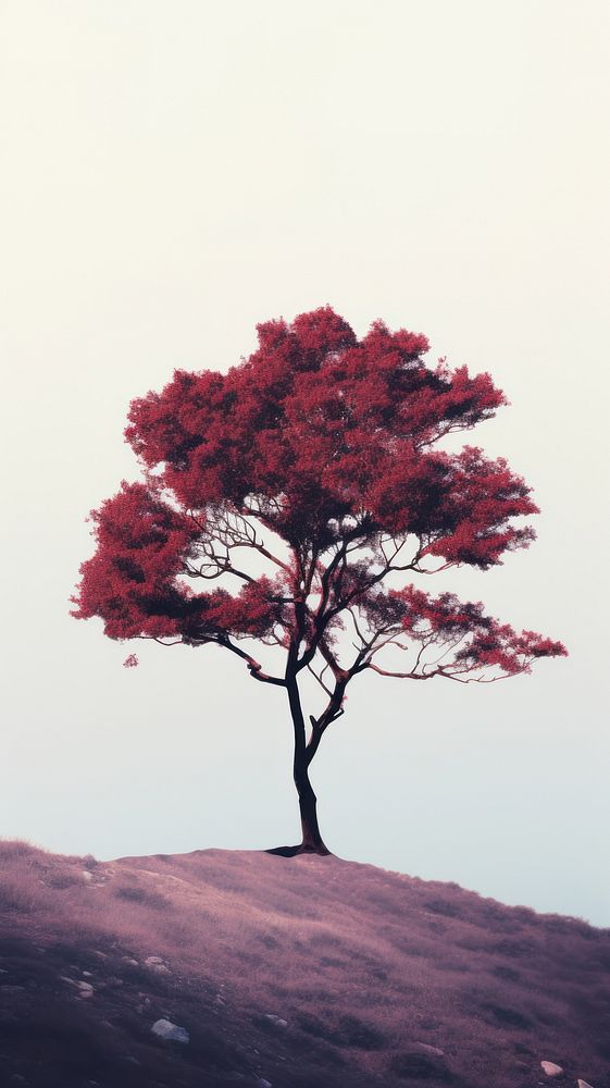 Photography of a tree landscape outdoors nature.