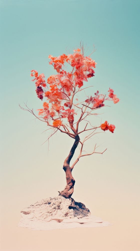 Photography of a tree landscape bonsai flower.