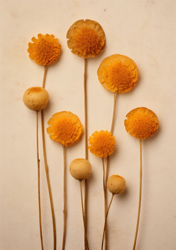 Real Pressed a Craspedia Billy Buttons flower plant petal.
