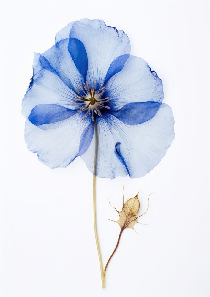 Real Pressed a Blue flower petal plant blue.