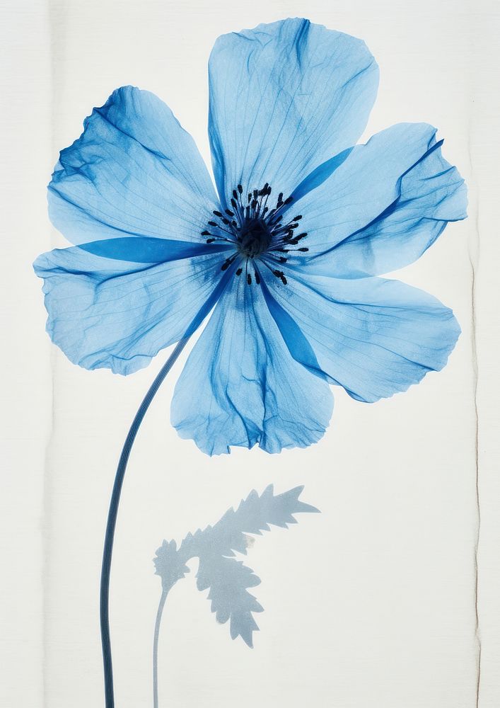 Real Pressed a Blue flower petal plant blue.