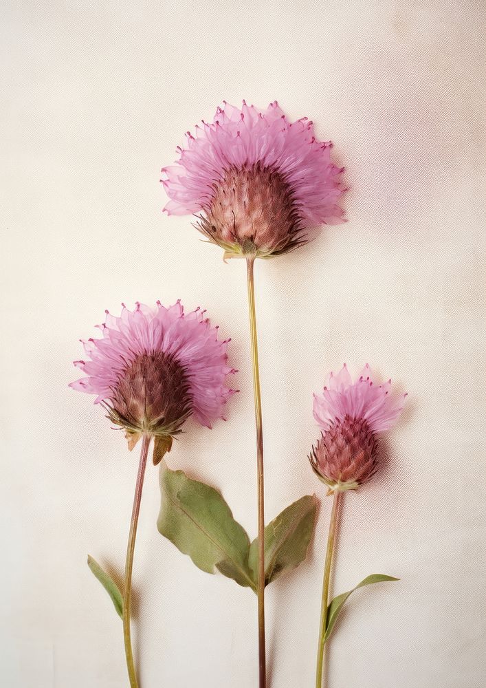 Real Pressed a gomphrena flower thistle petal.