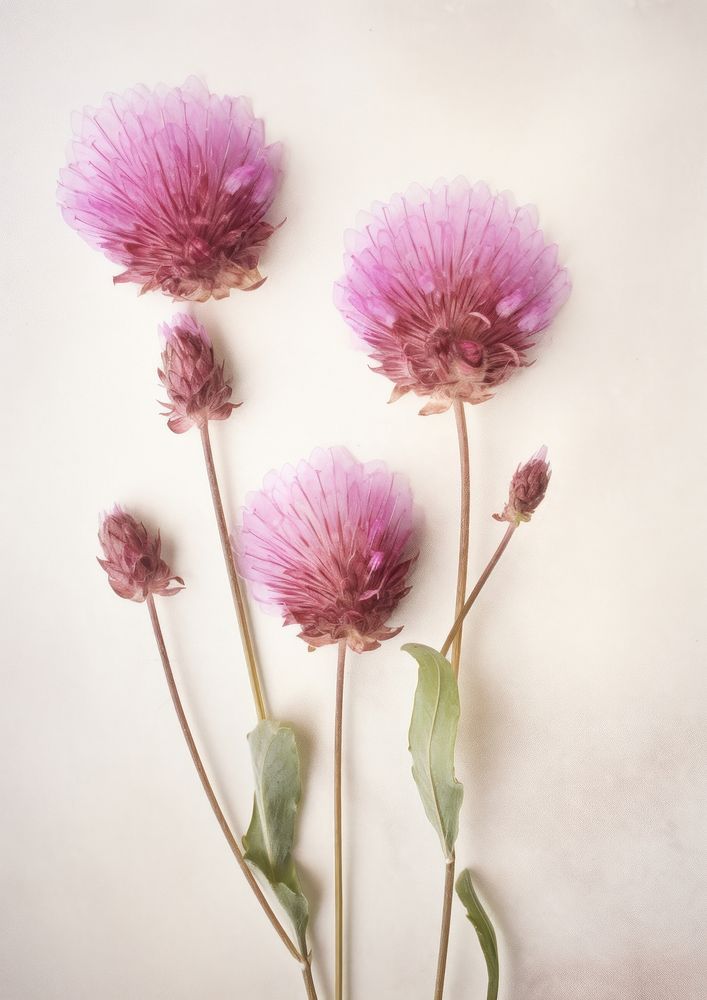 Real Pressed a gomphrena flower thistle blossom.
