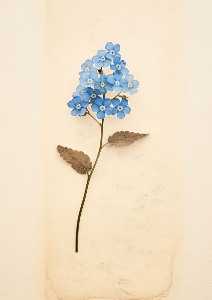 Real Pressed a Forget me not flower plant leaf.