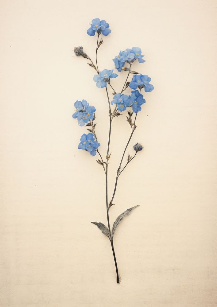 Real Pressed a Forget me not flower plant petal.